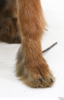 Hare  1 foot 0004.jpg